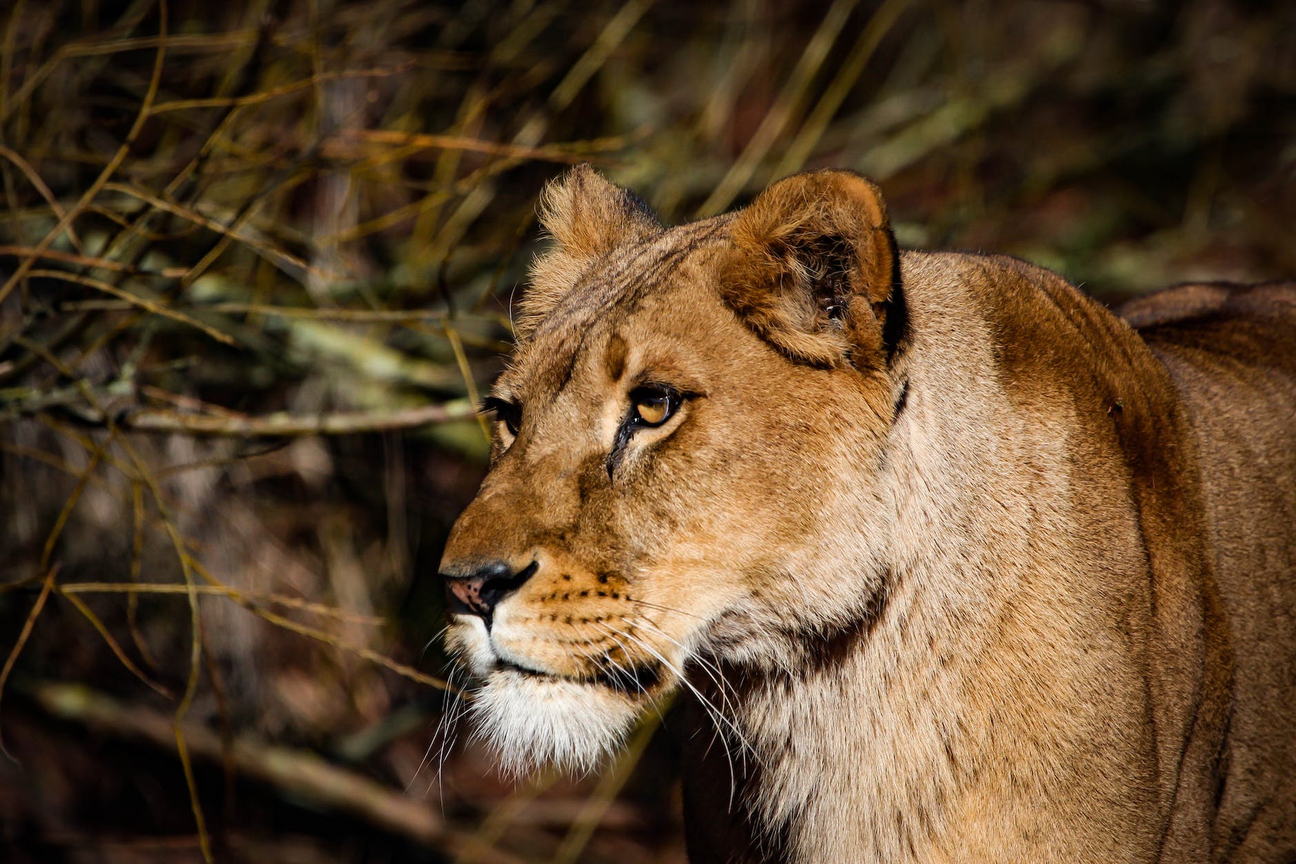 lioness near twigs
